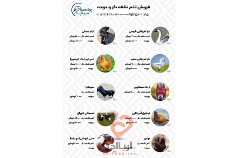فروش تخم نطفه دار و جوجه یکماهه