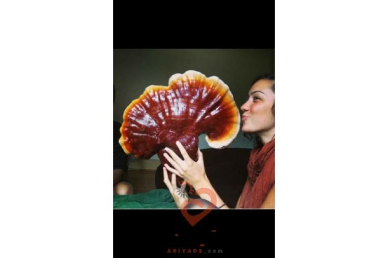 گانودرما و کرونا 