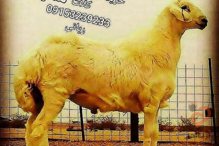 بازار دام مشهد حومه