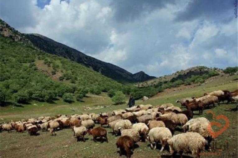 :: فروش گوشت ارگانیک گوسفند ( زنده و بسته بندی)