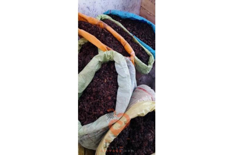 کشمش گله آفتابی ، مویز