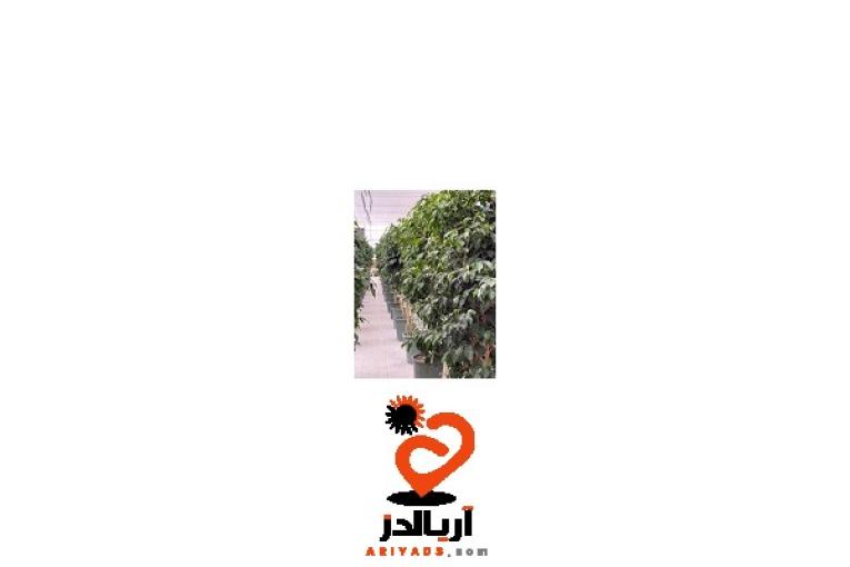 فروش و تکثیر انواع گلهای آپارتمانی، بیرونی بصورت تکی و عمده