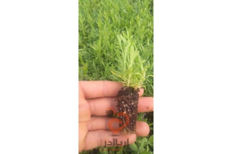 تولید وتکثیر نشا گیاهان دارویی