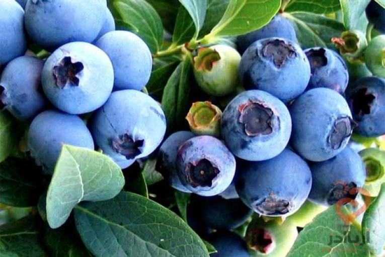 بستر کشت بلوبری بلوپیت BluePeat