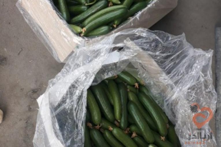 مرکز فروش و اعلام قیمت روز خیار گلخانه ای
