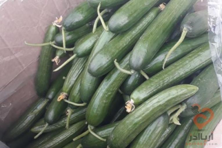 مرکز فروش و اعلام قیمت روز خیار گلخانه ای