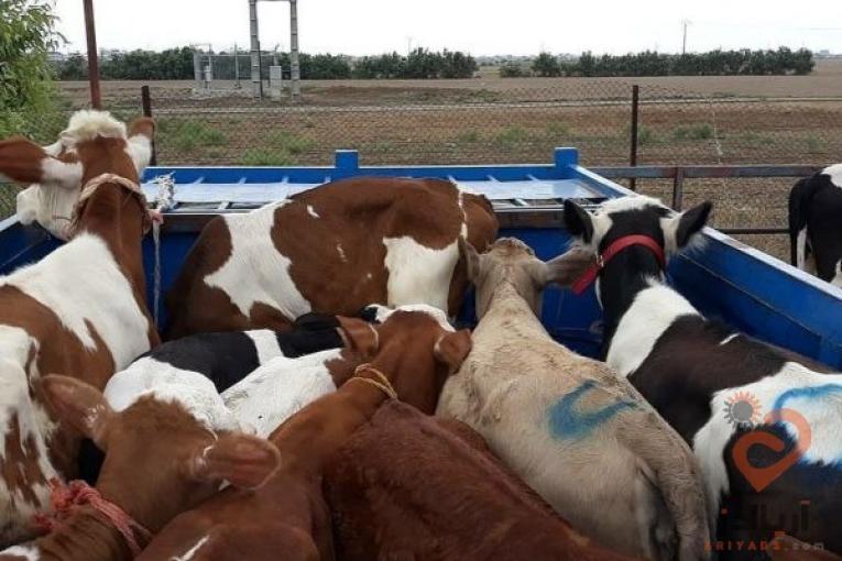 خرید و فروش گوساله سیمینتال