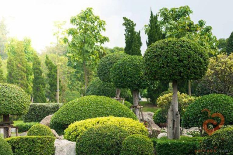 فروشگاه اینترنتی گل و گیاه