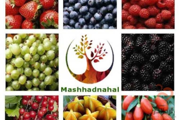 فروش ارقام مختلف نهال میوه و انگور