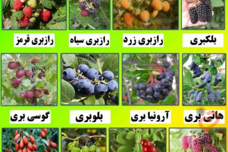 فروش ارقام مختلف نهال میوه و انگور
