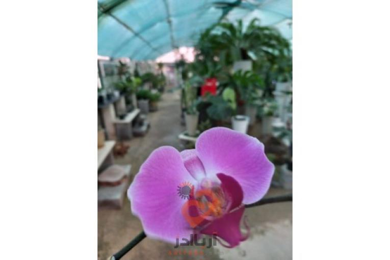 فروشگاه تخصصی گل و گیاه