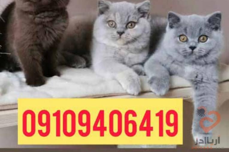 خریدوفروش انواع نژاد گربه