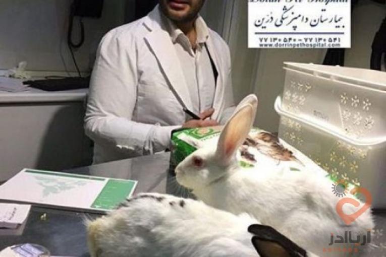 بیمارستان دامپزشکی و پت شاپ شبانه روزی حیوانات خانگی و پرندگان درین