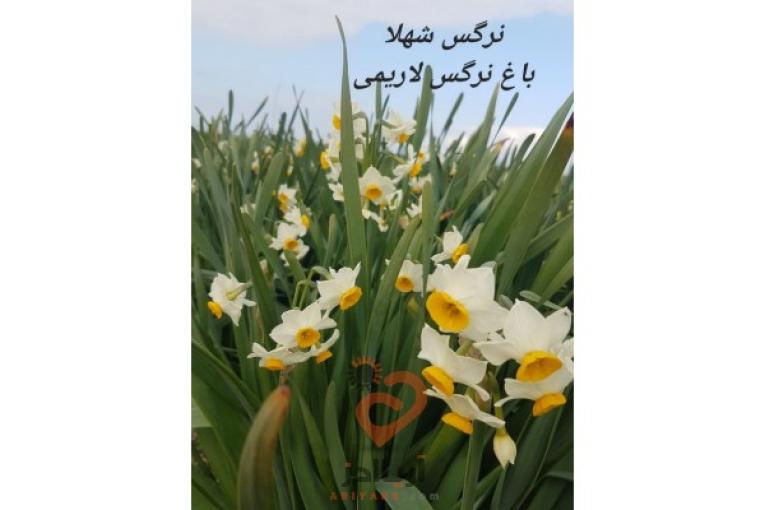 فروش پیاز گل نرگس ایرانی و خارجی