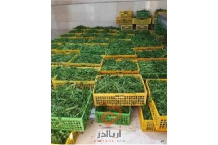  فروش سبزی آماده،سبزی خشک ، سبزی خورشتی،سبزی آش،سبزی دلمه 
