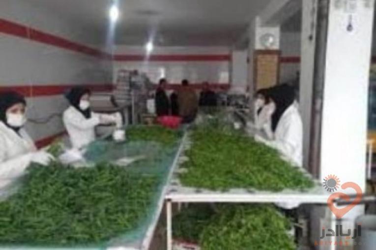  فروش سبزی آماده،سبزی خشک ، سبزی خورشتی،سبزی آش،سبزی دلمه 