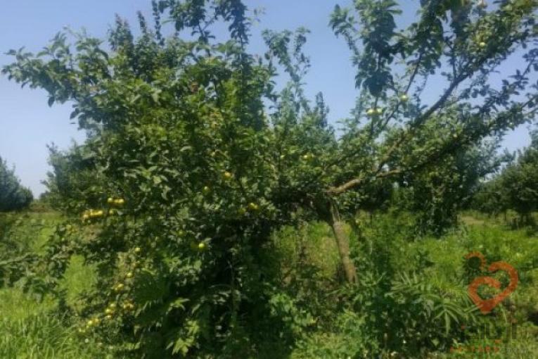 فروش مجتمع دایر محصور مسکونی ،صنعتی،کشاورزی بیجاربنه لفمجان لاهیحان