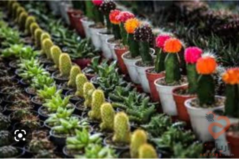 پیش فروش غرفه های 18 متری بازار گل و گیاه (عباس آباد)