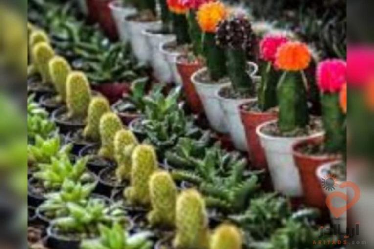 پیش فروش غرفه های 18 متری بازار گل و گیاه (عباس آباد)