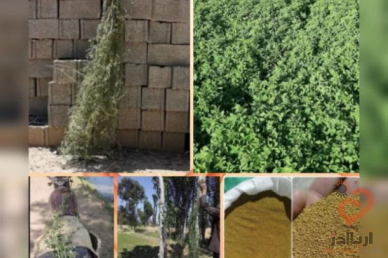 بذر یونجه با تناژ 7تن یونجه در هکتار