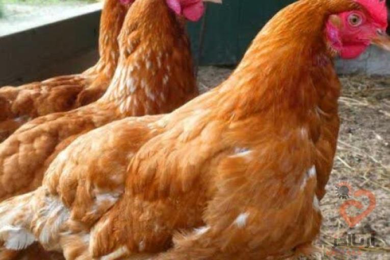 فروش مرغ بومی تخمگذار اصلاح نژاد شده یکروزه