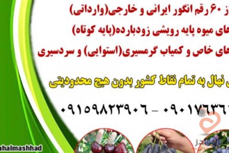 خرید نهال میوه اصلاح شده