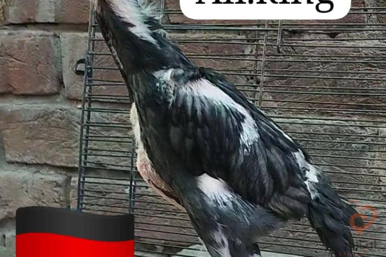 انواع لاری اوشامو شش دنگ و هفت دنگ 