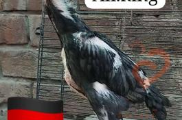 انواع لاری اوشامو شش دنگ و هفت دنگ 