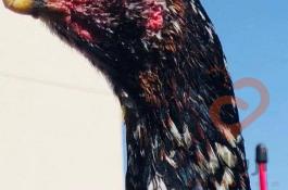 انواع لاری اوشامو شش دنگ و هفت دنگ 