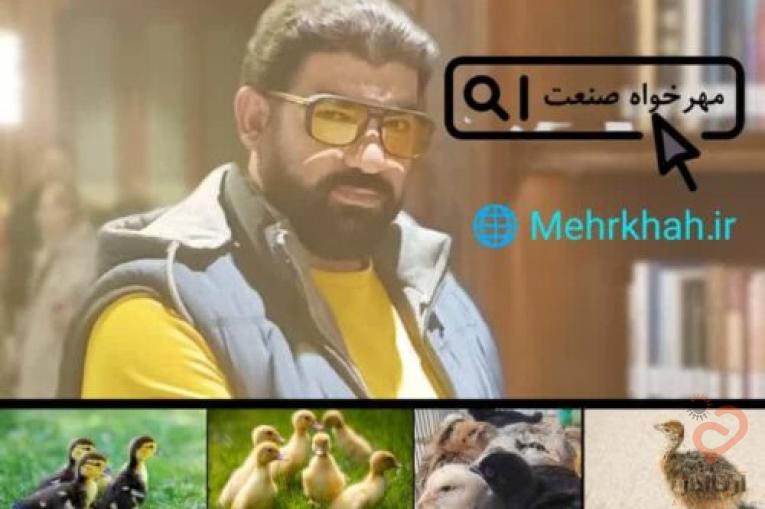 جوجه گوشتی جوجه بومی جوجه تخم گذار