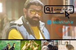 جوجه گوشتی جوجه بومی جوجه تخم گذار