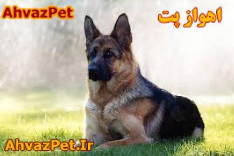 خرید و فروش سگ هاي نگهبان
