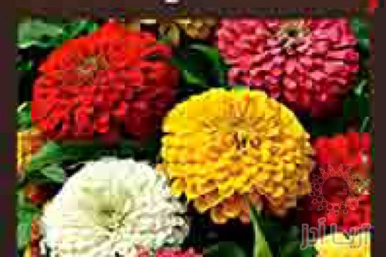 تولید و عرضه بذر انواع گل آهار