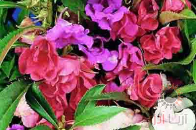 تولید بذر گل حنا