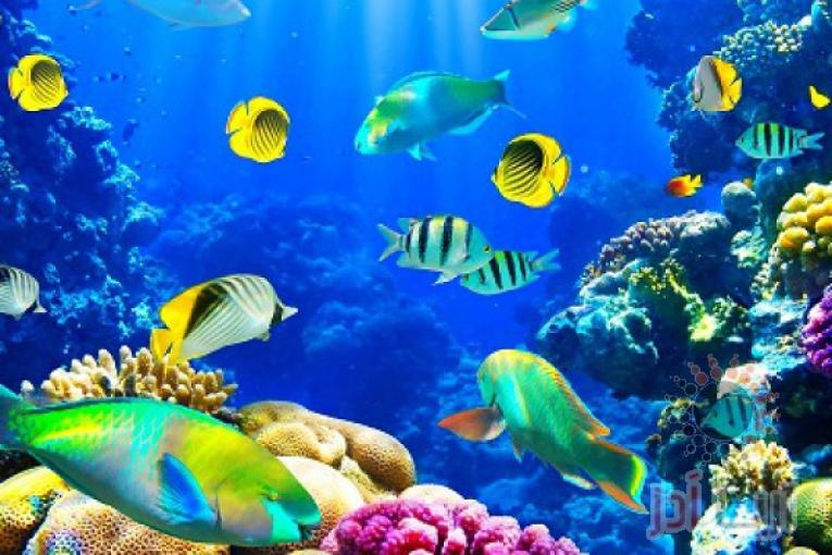 فروش اینترنتی غذای ابزیان