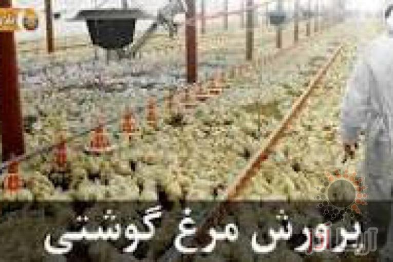 فروش جوجه مرغ گوشتی