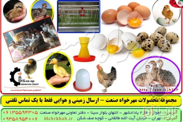 مشاوره و آموزش پرورش بلدرچین